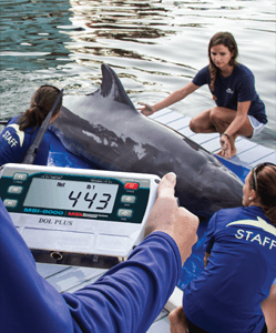 Weighing Dolphin