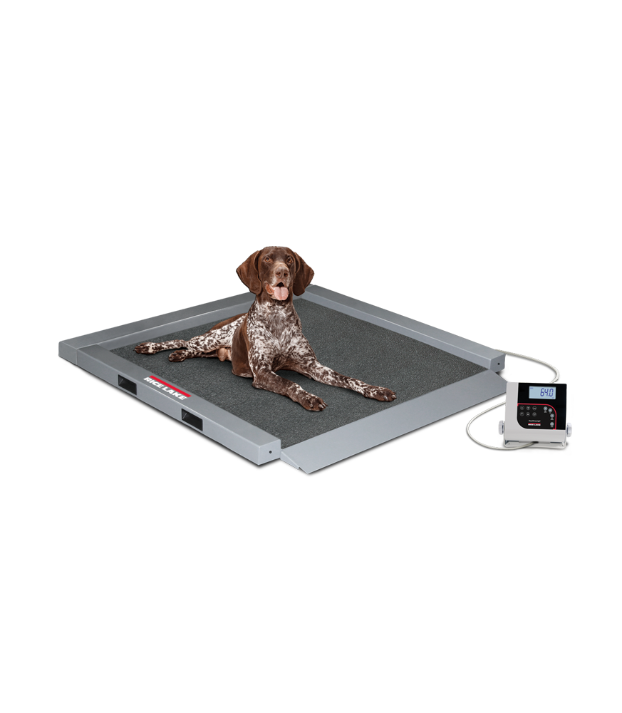 WEB SC VS32 Germanshorthair