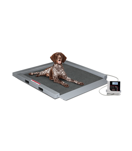 WEB SC VS32 Germanshorthair