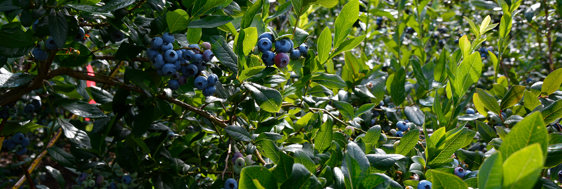 1 WEB Blueberry Header