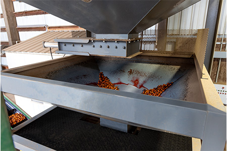 1 WEB SC Drying A Mountain Of Hazelnuts