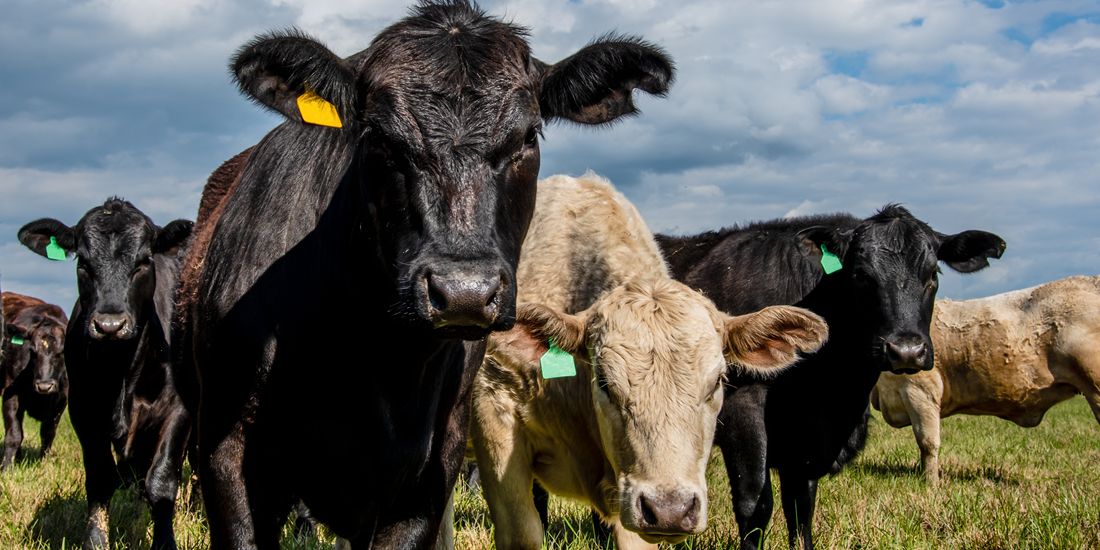 Livestock Weighing Buyer's Guide