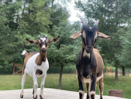 Pugetsound Goats1