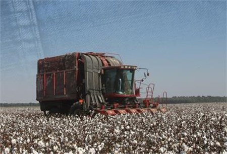 Cotton Picking Prev