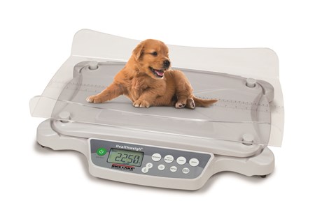 Neonatal Puppy (3)