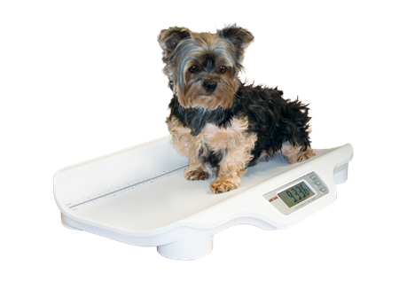 1 US Yorkie Babyscale Clippedout