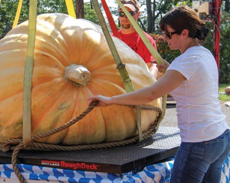 Giant Pumpkin